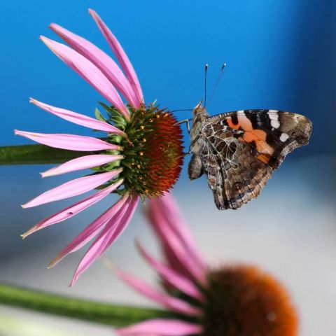 260918145705 01 vlinder01.webp - De Elegante Schoonheid van de Geaderde Witte Vlinder - De Oosterhoutse