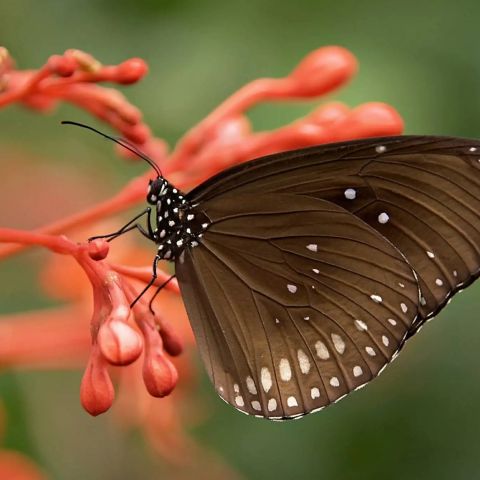 260918145705 02 vlinder02.webp - De Elegante Schoonheid van de Geaderde Witte Vlinder - De Oosterhoutse
