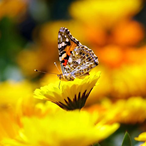 260918145705 03 vlinder03.webp - De Elegante Schoonheid van de Geaderde Witte Vlinder - De Oosterhoutse