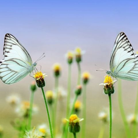 260918145705 04 vlinder03BIG.webp - De Elegante Schoonheid van de Geaderde Witte Vlinder - De Oosterhoutse