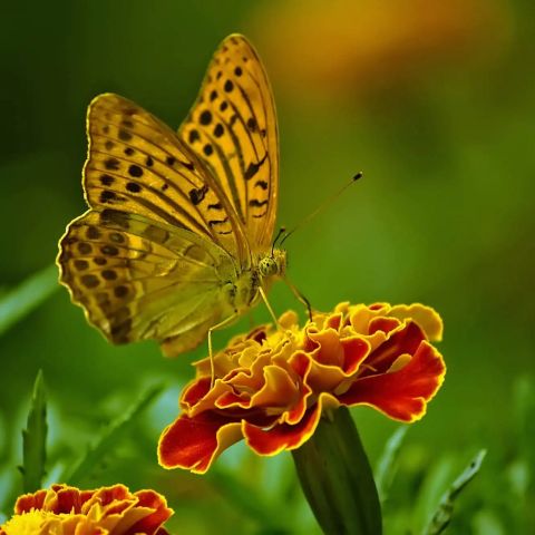 260918145705 05 vlinder04.webp - De Elegante Schoonheid van de Geaderde Witte Vlinder - De Oosterhoutse
