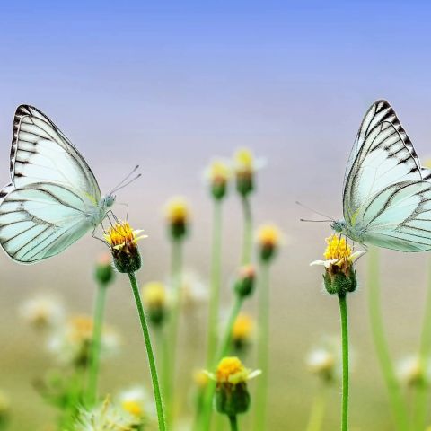 260918145705 06 vlinder05.webp - De Elegante Schoonheid van de Geaderde Witte Vlinder - De Oosterhoutse