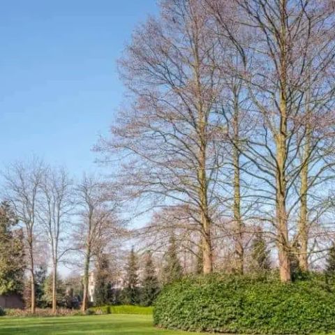 260922105529 09 ddb190322 068 tuin 0.webp - 20260922_Hole 15 van de Oosterhoutse Golf Club - De Oosterhoutse