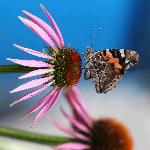 vlinder01 - Lente op de Golfclub: Een Kleurrijk Vlinderparadijs - De Oosterhoutse